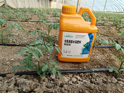 水溶肥廠家,西紅柿種植,翠姆水溶肥 水溶肥廠家,西紅柿種植,翠姆水溶肥
