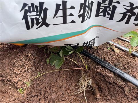 水溶肥廠家,微生物菌劑,翠姆水溶肥 水溶肥廠家,微生物菌劑,翠姆水溶肥