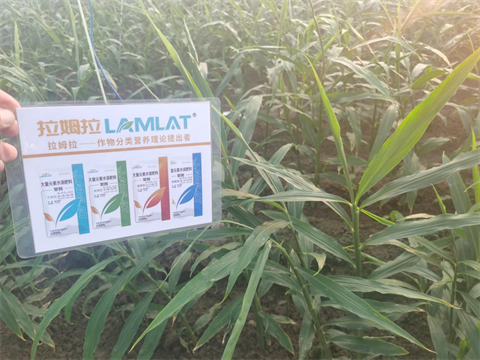 水溶肥廠家,大姜種植,翠姆大量元素水溶肥 水溶肥廠家,大姜種植,翠姆大量元素水溶肥