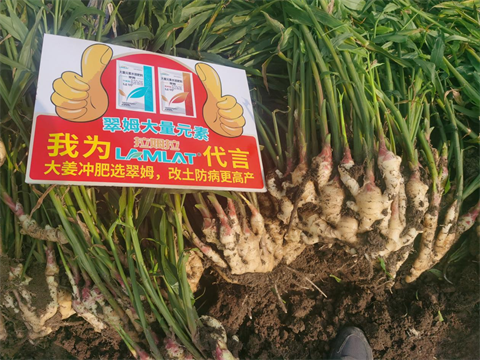 水溶肥廠家,大姜種植,翠姆大量元素水溶肥 水溶肥廠家,大姜種植,翠姆大量元素水溶肥