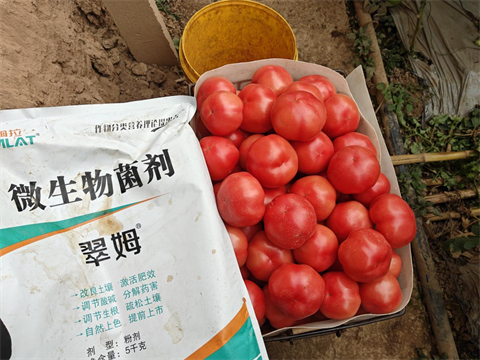 進口水溶肥,番茄種植,翠姆水溶肥 進口水溶肥,番茄種植,翠姆水溶肥