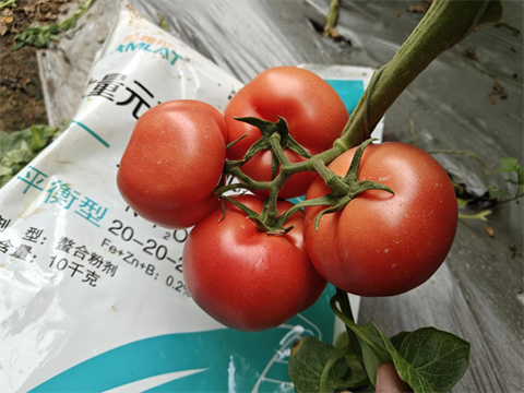 進口水溶肥,番茄種植,翠姆水溶肥 進口水溶肥,番茄種植,翠姆水溶肥