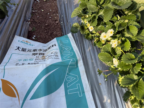 進(jìn)口水溶肥,草莓施肥,翠姆水溶肥 進(jìn)口水溶肥,草莓施肥,翠姆水溶肥