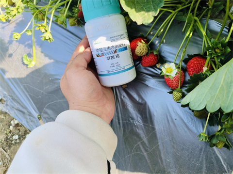 進(jìn)口水溶肥,草莓施肥,翠姆水溶肥 進(jìn)口水溶肥,草莓施肥,翠姆水溶肥