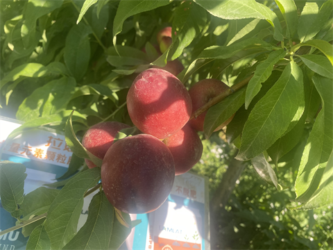 水溶肥廠家,油桃種植,翠姆水溶肥 水溶肥廠家,油桃種植,翠姆水溶肥