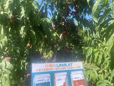 水溶肥廠家,油桃種植,翠姆水溶肥 水溶肥廠家,油桃種植,翠姆水溶肥