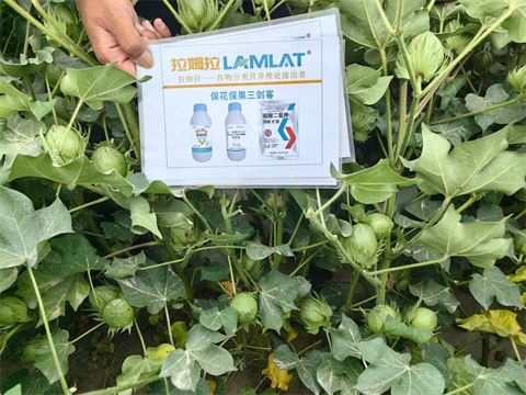 水溶肥廠家,棉花施肥,翠姆水溶肥 水溶肥廠家,棉花施肥,翠姆水溶肥