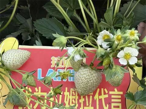 進口水溶肥,草莓施肥,翠姆水溶肥 進口水溶肥,草莓施肥,翠姆水溶肥