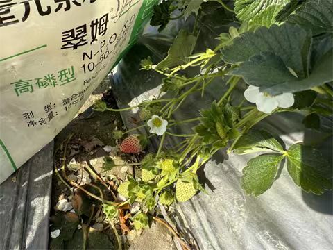 進口水溶肥,草莓施肥,翠姆水溶肥 進口水溶肥,草莓施肥,翠姆水溶肥