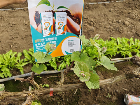 進(jìn)口水溶肥,葡萄施肥,翠姆水溶肥 進(jìn)口水溶肥,葡萄施肥,翠姆水溶肥