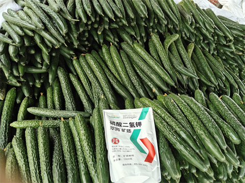 水溶肥品牌,黃瓜種植,翠姆水溶肥 水溶肥品牌,黃瓜種植,翠姆水溶肥