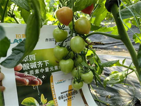 水溶肥廠家,圣女果種植,翠姆水溶肥 水溶肥廠家,圣女果種植,翠姆水溶肥