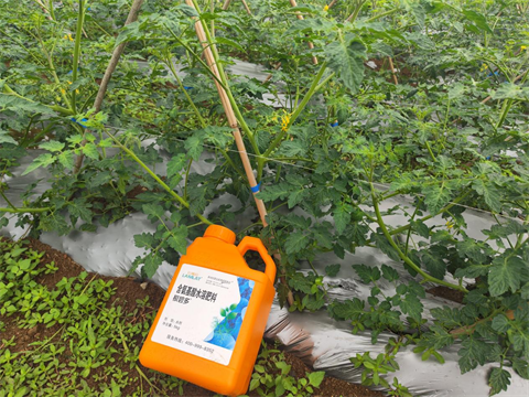 水溶肥廠家,圣女果種植,翠姆水溶肥 水溶肥廠家,圣女果種植,翠姆水溶肥
