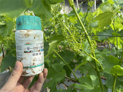 水溶肥廠家,葡萄種植,翠姆水溶肥 水溶肥廠家,葡萄種植,翠姆水溶肥