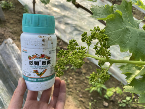 水溶肥廠家,葡萄種植,翠姆水溶肥 水溶肥廠家,葡萄種植,翠姆水溶肥