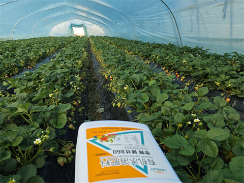 水溶肥品牌,拉姆拉,滴灌級(jí)特種肥 水溶肥品牌,拉姆拉,滴灌級(jí)特種肥