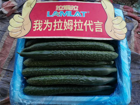 進口水溶肥,黃瓜種植,拉姆拉滴灌級特種肥