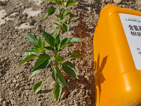 進(jìn)口水溶肥,辣椒種植,翠姆根碧多 進(jìn)口水溶肥,辣椒種植,翠姆根碧多
