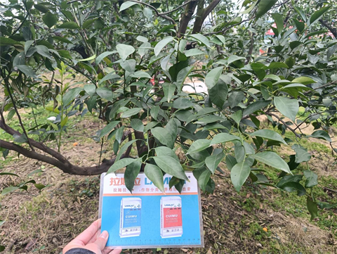 進口水溶肥,柑橘種植,拉姆拉滴灌級特種肥 進口水溶肥,柑橘種植,拉姆拉滴灌級特種肥