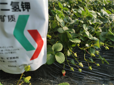 水溶肥廠家,草莓種植,翠姆磷酸二氫鉀 水溶肥廠家,草莓種植,翠姆磷酸二氫鉀