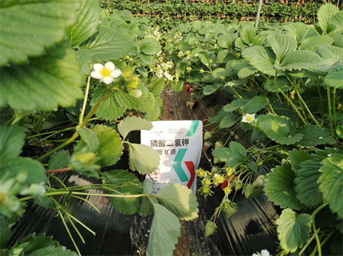 水溶肥廠家,草莓種植,翠姆磷酸二氫鉀 水溶肥廠家,草莓種植,翠姆磷酸二氫鉀