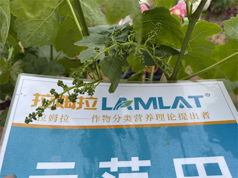 水溶肥廠家,葡萄種植,拉姆拉滴灌級特種肥 水溶肥廠家,葡萄種植,拉姆拉滴灌級特種肥