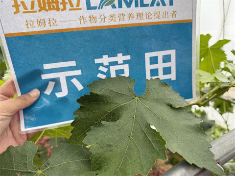 水溶肥廠家,葡萄種植,拉姆拉滴灌級特種肥 水溶肥廠家,葡萄種植,拉姆拉滴灌級特種肥