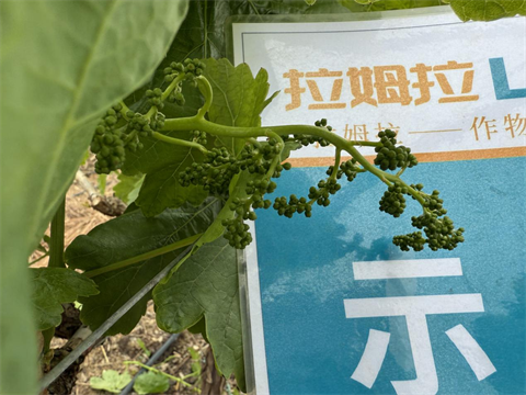 水溶肥廠家,葡萄種植,拉姆拉滴灌級特種肥 水溶肥廠家,葡萄種植,拉姆拉滴灌級特種肥