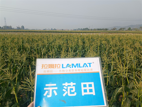 水溶肥廠家,拉姆拉水溶肥,拉姆拉滴灌級特種肥 水溶肥廠家,拉姆拉水溶肥,拉姆拉滴灌級特種肥