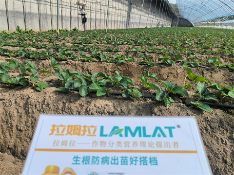 進(jìn)口水溶肥,草莓種植,翠姆水溶肥 進(jìn)口水溶肥,草莓種植,翠姆水溶肥