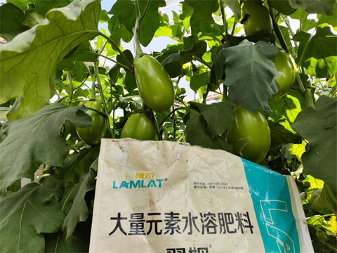 進(jìn)口水溶肥,茄子施肥,翠姆水溶肥 進(jìn)口水溶肥,茄子施肥,翠姆水溶肥