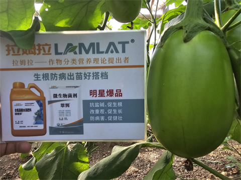 進(jìn)口水溶肥,茄子施肥,翠姆水溶肥 進(jìn)口水溶肥,茄子施肥,翠姆水溶肥