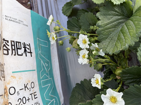 進(jìn)口水溶肥,草莓種植,拉姆拉滴灌級特種肥 進(jìn)口水溶肥,草莓種植,拉姆拉滴灌級特種肥