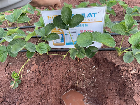 進(jìn)口水溶肥,草莓種植,拉姆拉滴灌級特種肥 進(jìn)口水溶肥,草莓種植,拉姆拉滴灌級特種肥