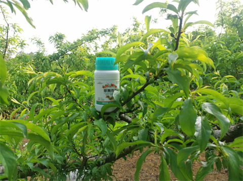 進口水溶肥,李子種植,翠姆水溶肥 進口水溶肥,李子種植,翠姆水溶肥
