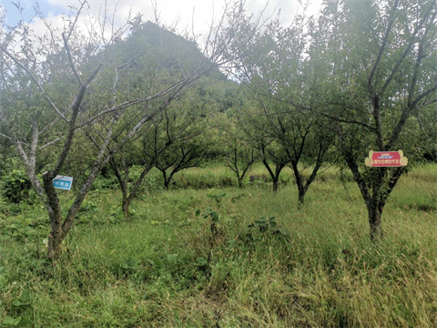 進口水溶肥,李子種植,翠姆水溶肥 進口水溶肥,李子種植,翠姆水溶肥