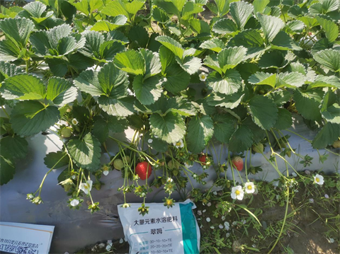 水溶肥品牌,草莓種植,拉姆拉滴灌級(jí)特種肥 水溶肥品牌,草莓種植,拉姆拉滴灌級(jí)特種肥