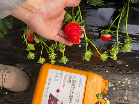 水溶肥品牌,草莓種植,拉姆拉滴灌級(jí)特種肥 水溶肥品牌,草莓種植,拉姆拉滴灌級(jí)特種肥