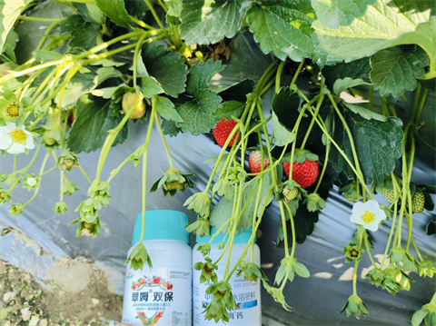 水溶肥品牌,草莓種植,拉姆拉滴灌級(jí)特種肥 水溶肥品牌,草莓種植,拉姆拉滴灌級(jí)特種肥