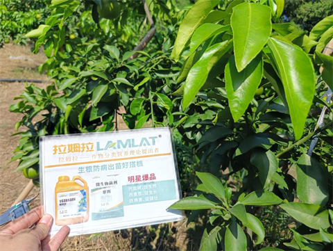 水溶肥品牌,柑橘種植,拉姆拉滴灌級(jí)特種肥 水溶肥品牌,柑橘種植,拉姆拉滴灌級(jí)特種肥