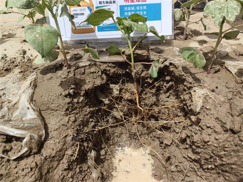 水溶肥,棉花種植,拉姆拉滴灌級特種肥 水溶肥,棉花種植,拉姆拉滴灌級特種肥