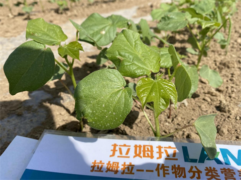 水溶肥,棉花種植,拉姆拉滴灌級特種肥 水溶肥,棉花種植,拉姆拉滴灌級特種肥