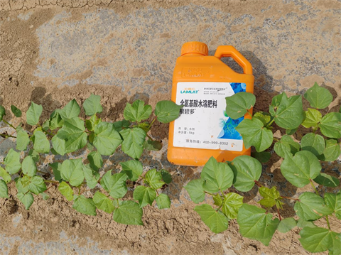 水溶肥,棉花種植,拉姆拉滴灌級特種肥 水溶肥,棉花種植,拉姆拉滴灌級特種肥