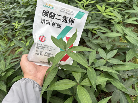 水溶肥品牌,黃精種植,拉姆拉滴灌級特種肥 水溶肥品牌,黃精種植,拉姆拉滴灌級特種肥