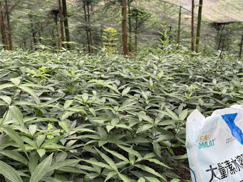 水溶肥品牌,黃精種植,拉姆拉滴灌級特種肥 水溶肥品牌,黃精種植,拉姆拉滴灌級特種肥