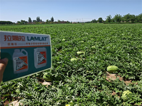 水溶肥,西瓜種植,拉姆拉滴灌級(jí)特種肥 水溶肥,西瓜種植,拉姆拉滴灌級(jí)特種肥