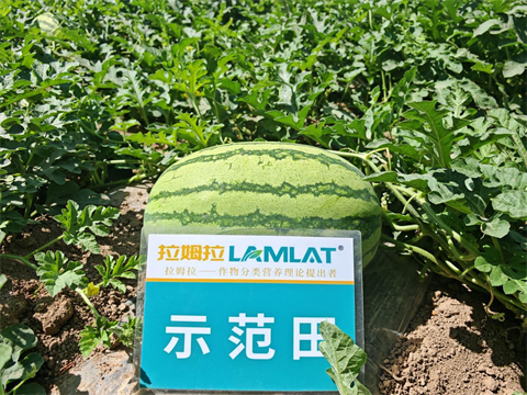 水溶肥,西瓜種植,拉姆拉滴灌級(jí)特種肥 水溶肥,西瓜種植,拉姆拉滴灌級(jí)特種肥