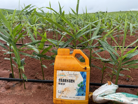 水溶肥,大姜種植,拉姆拉滴灌級特種肥 水溶肥,大姜種植,拉姆拉滴灌級特種肥