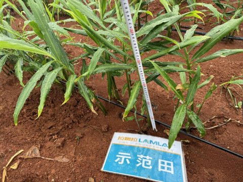 水溶肥,大姜種植,拉姆拉滴灌級特種肥 水溶肥,大姜種植,拉姆拉滴灌級特種肥