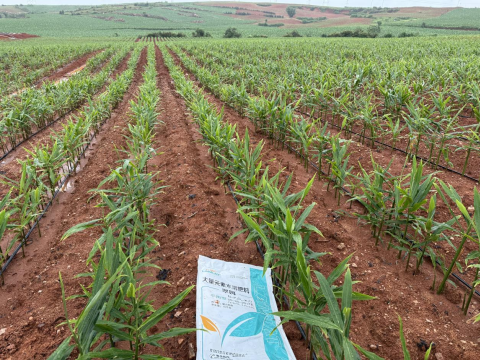 水溶肥,大姜種植,拉姆拉滴灌級特種肥 水溶肥,大姜種植,拉姆拉滴灌級特種肥